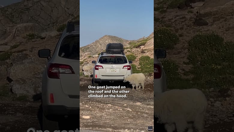 Goats caught repeatedly stomping on Subaru SUV in Colorado #Shorts