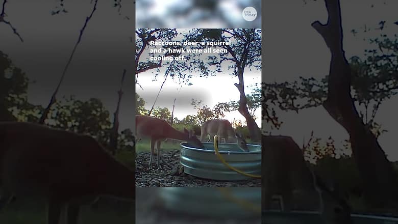 Raccoons, deer and squirrels enjoy cooling down in stock pond | #Shorts