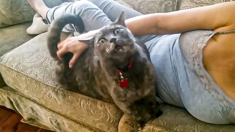The Purr-fect LOL ๐ ๐ Funny Cat Videos