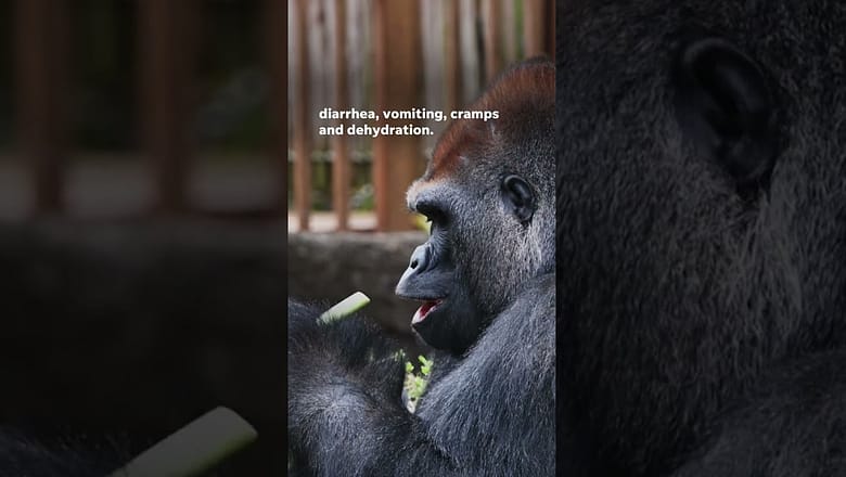 Three apes died from bacterial infection called Shigella #Shorts