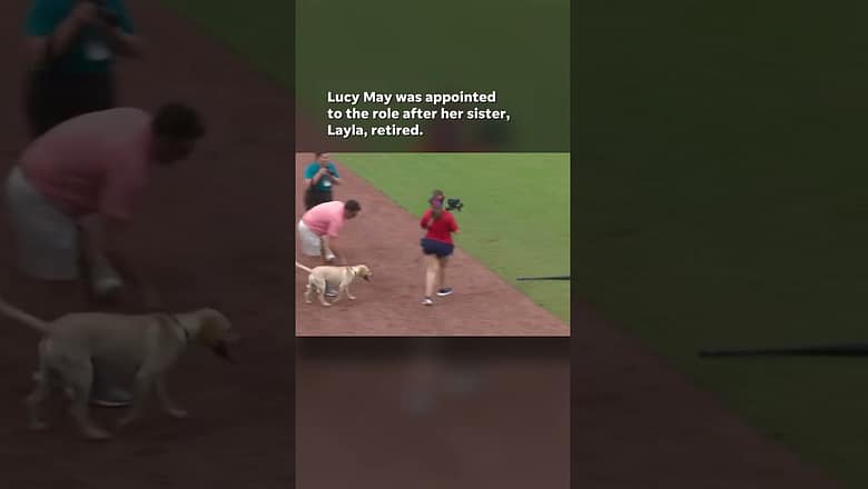 Watch: Video shows bat dog relieving herself behind pitcher’s mound #Shorts