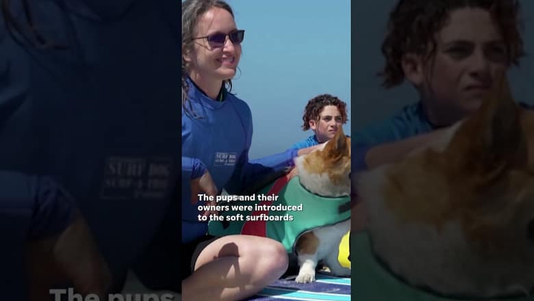 Watch: Water-loving pooches ride waves in California #Shorts