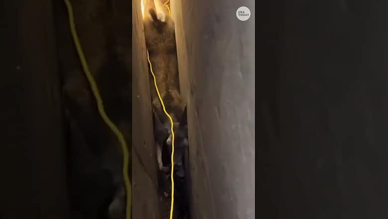 Deer in unlucky position is saved by firefighters #Shorts