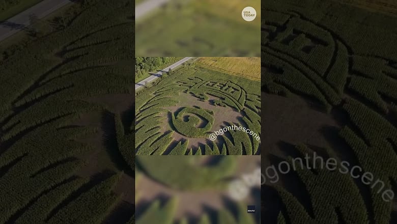 Get in Dan Campbell’s head in this Detroit Lions-themed corn maze #Shorts