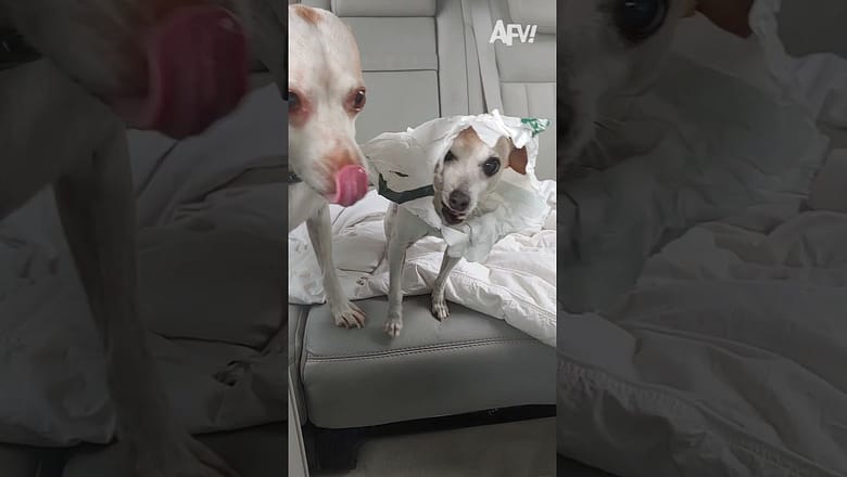 He’s scone-a have a tummy ache πΆπ
#afv #dogs #shorts
