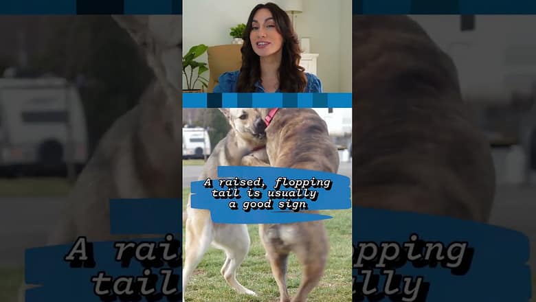Tail wagging isn’t always a sign of happiness in dogs #Shorts