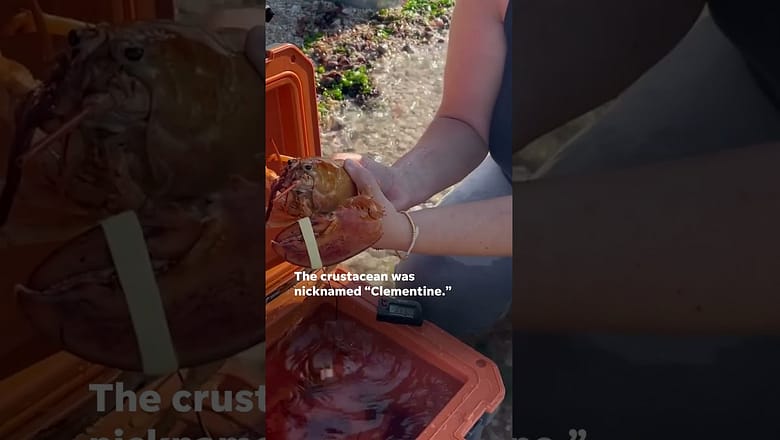 Ultra-rare orange lobster rescued and released | USA TODAY