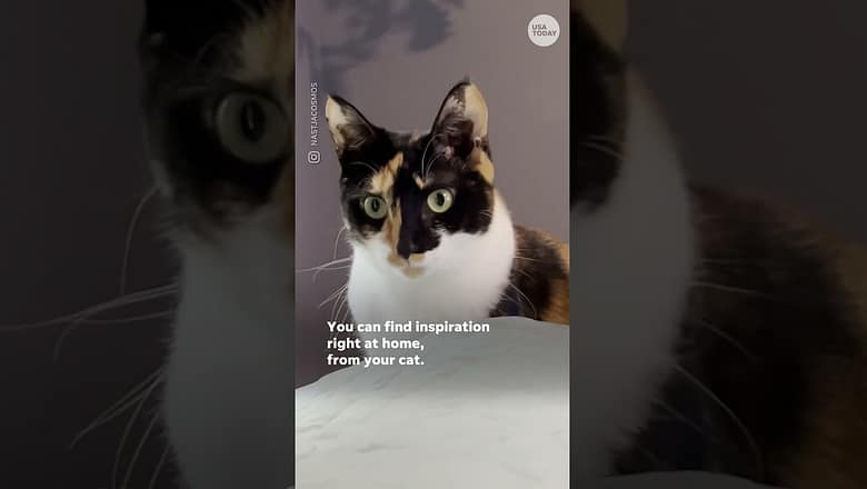 Viral hair trend draws inspiration from colorful cats #Shorts