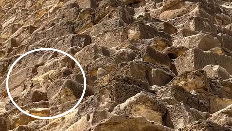 CAUGHT ON CAMERA | Stray dog spotted climbing down Great Pyramid in Egypt
