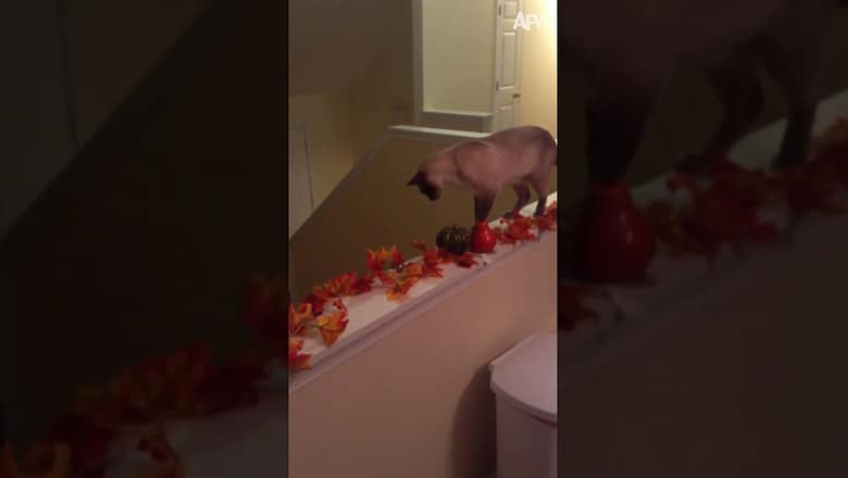 Make way for cat! ๐คฃ #afv #cats #funny