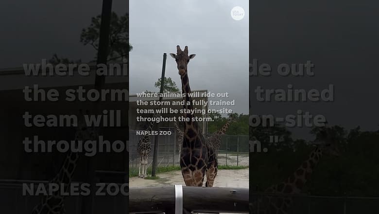 Zoo animals prep for Hurricane Milton #Shorts