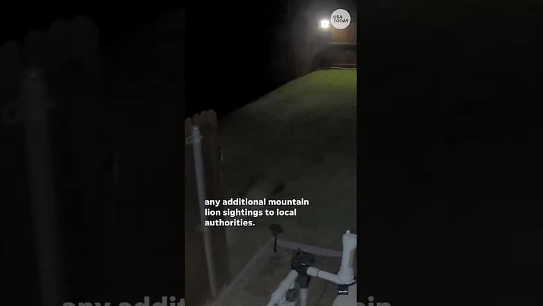 A mountain lion caught on camera in Texas yard #Shorts