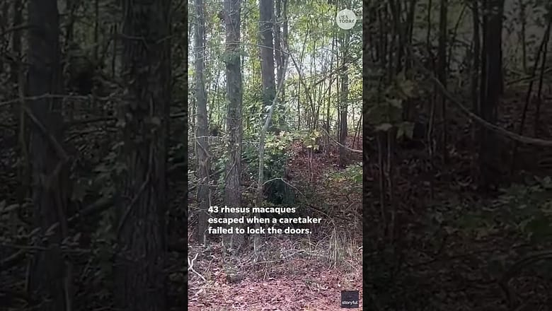 More than two dozen escaped monkeys recaptured, others remain at large #Shorts