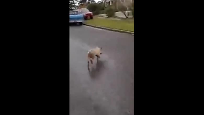 Squealing suspect leads police on a chase #Shorts