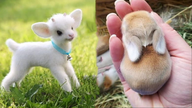AWW Animals SOO Cute! Cute baby animals Videos Compilation cute moment of the animals #24
