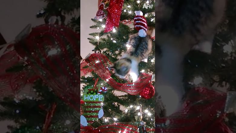 Cats vs. Christmas Trees: A rivalry as old as time πΊπ