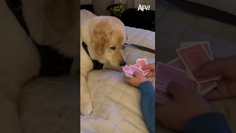 Cutest audience ever π₯² #afv #dogs #magic