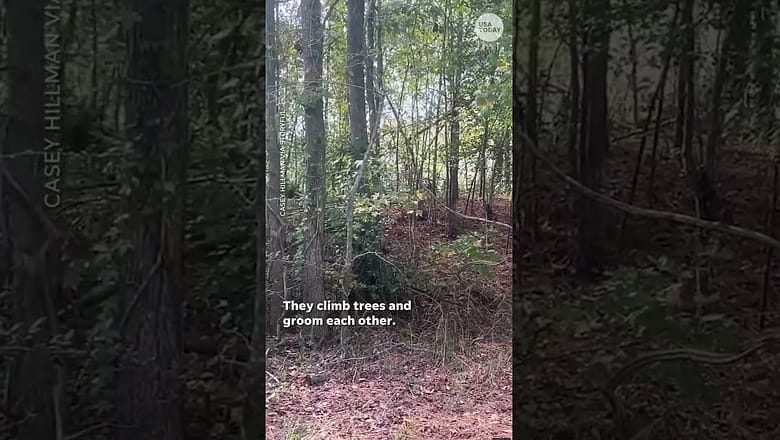 Researchers watching escaped monkeys, reports say | USA TODAY