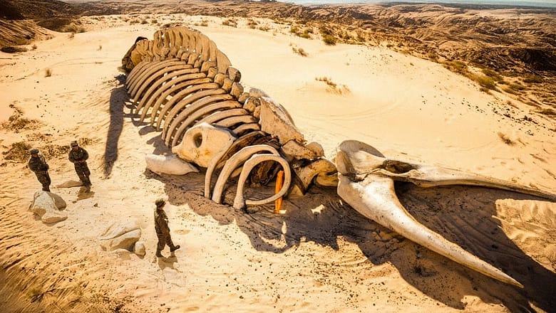 The Largest Sea Creature of All Time Found in the Desert