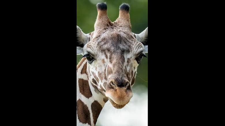 Waffles, a reticulated giraffe, welcomed to the San Antonio Zoo #Shorts