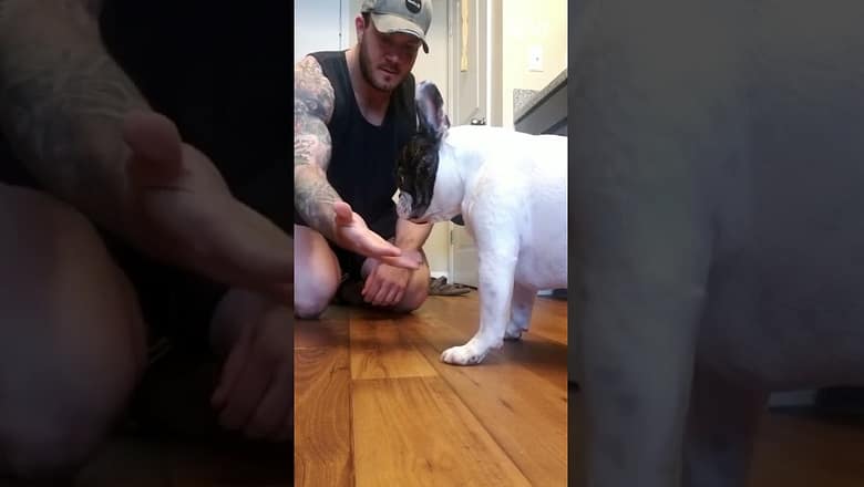 A magician’s best audience πΆπ #afv #dogs #funny #shorts