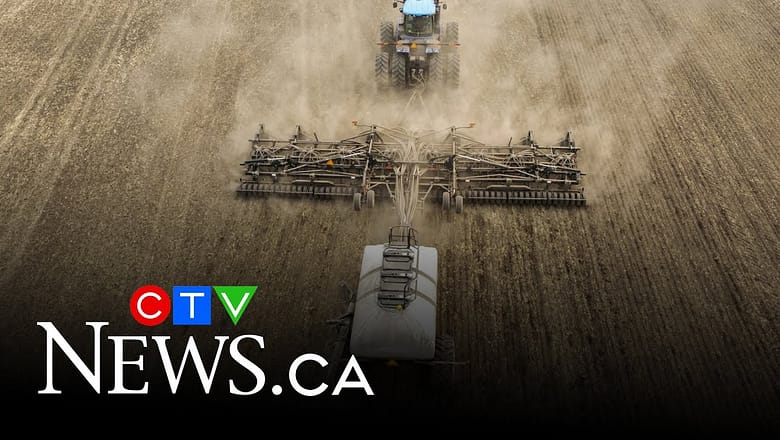 Canada’s canola farm industry stands to lose $1B because of tariffs by China