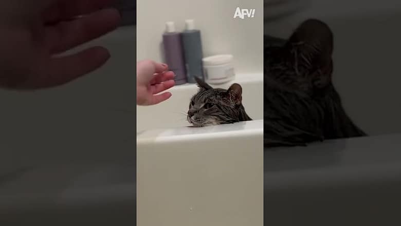 Dear Prudence, won’t you come out the tub? 🛀😂 #afv #cats #funny #shorts