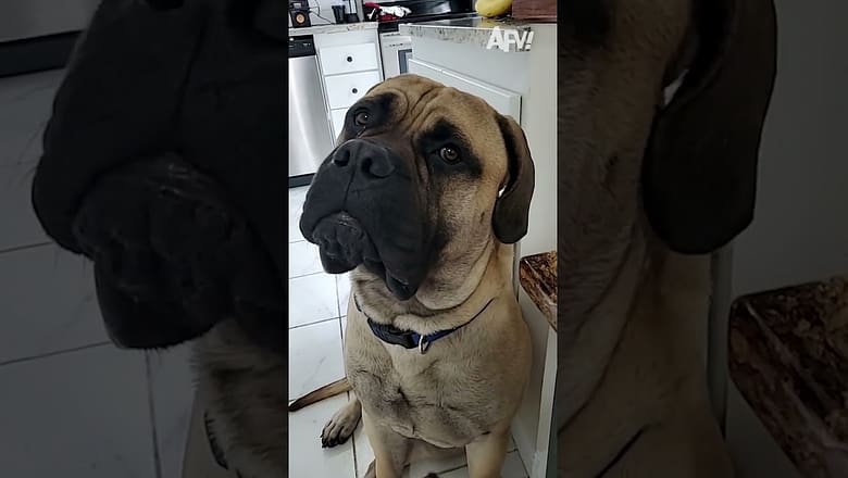 He is TESTING her π #afv #dogs #funny #shorts