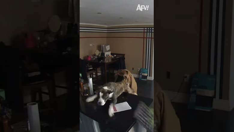 He was so doggone close π #afv #funny #dogs #shorts