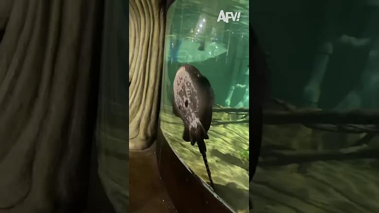 His reaction is SO sudden π€£ #afv #funny #shorts