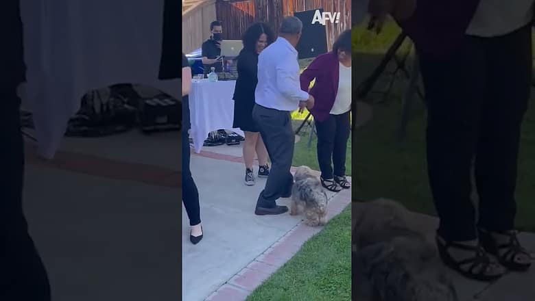 More PASSION, more ENERGY ✨ #afv #dogs #shorts