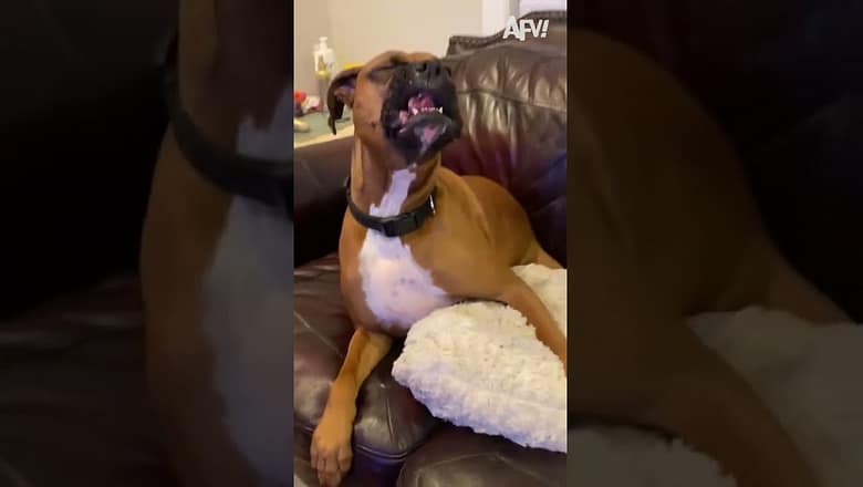 OMG BLESS YOU! π₯° #afv #dogs #funny #shorts