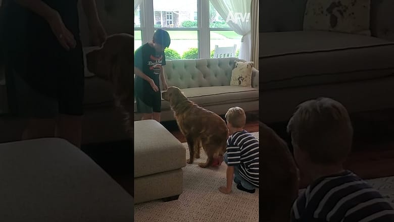 Poor dog was just happy to be included π #afv #prank #funny #shorts