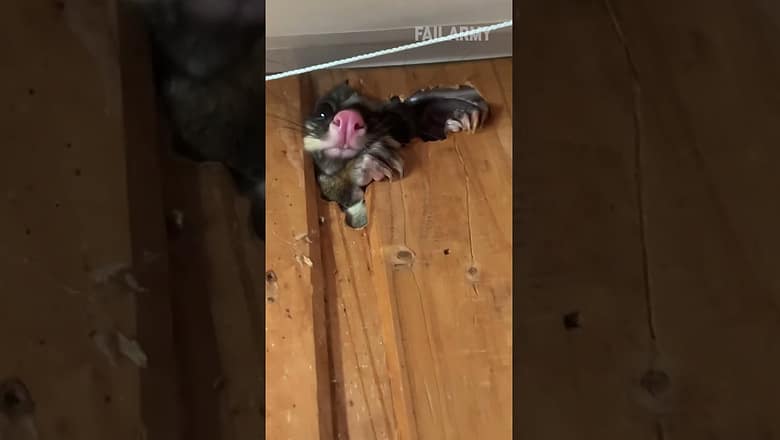 possum in the walls wants inside
