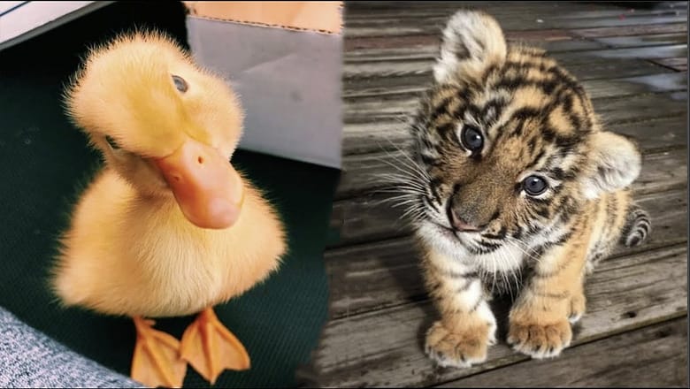 AWW Animals SOO Cute! Cute baby animals Videos Compilation cute moment of the animals #7 2025