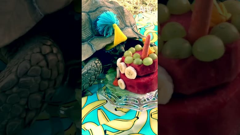 Bro was HYPED for his cake ππ’ #afv #turtle #funny #shorts