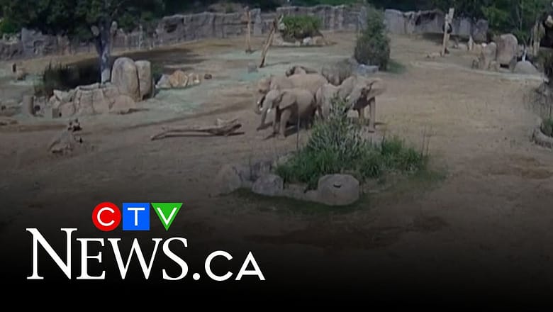 Elephants form protective circle around their young during 5.2-magnitude earthquake in California