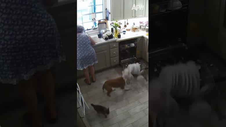Emptying the dishwasher SPEED RUN π€£ #afv #funny #shorts
