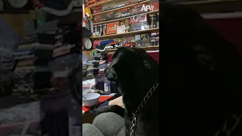 Good vibes only from this pup π #afv #funny #dogs #shorts