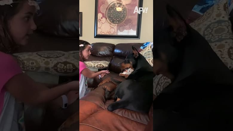 He’s had enough π #afv #funny #shorts