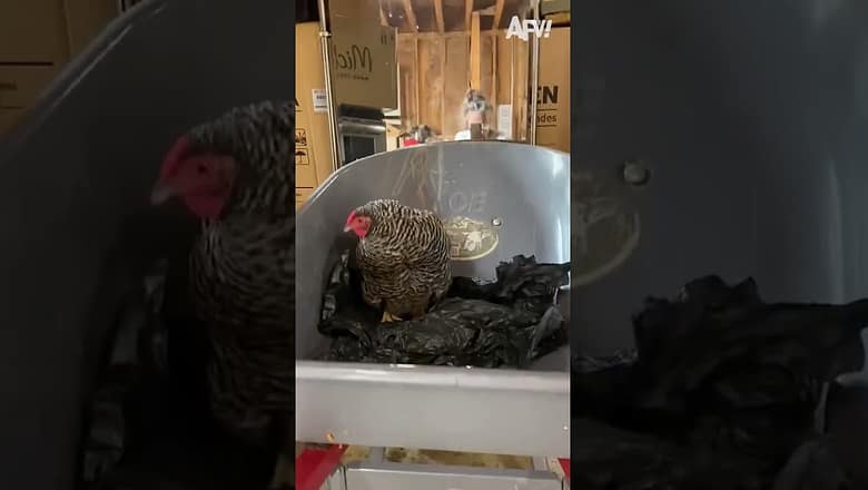 Incredible comedic timing π #afv #chickens #funny #shorts