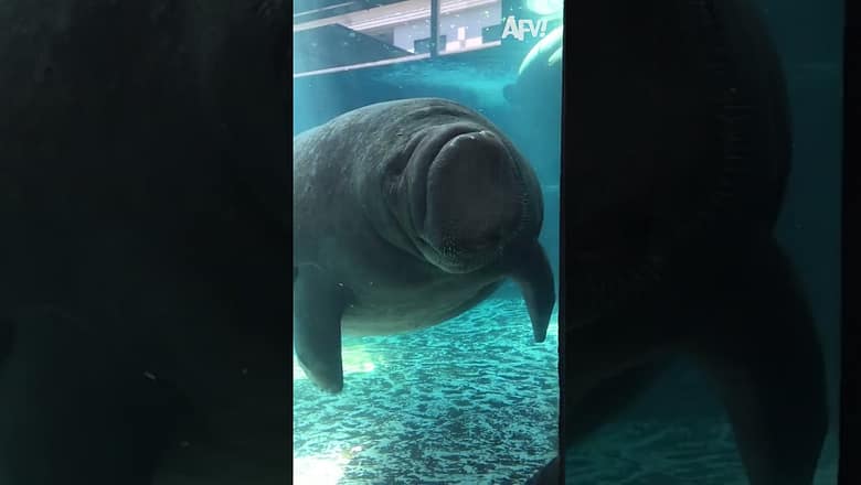 No thoughts, just float π€ #afv #funny #shorts