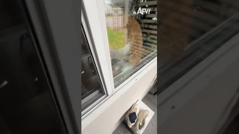 Ozzy is a certified Good Boy ✅😹 #afv #cats #funny #shorts