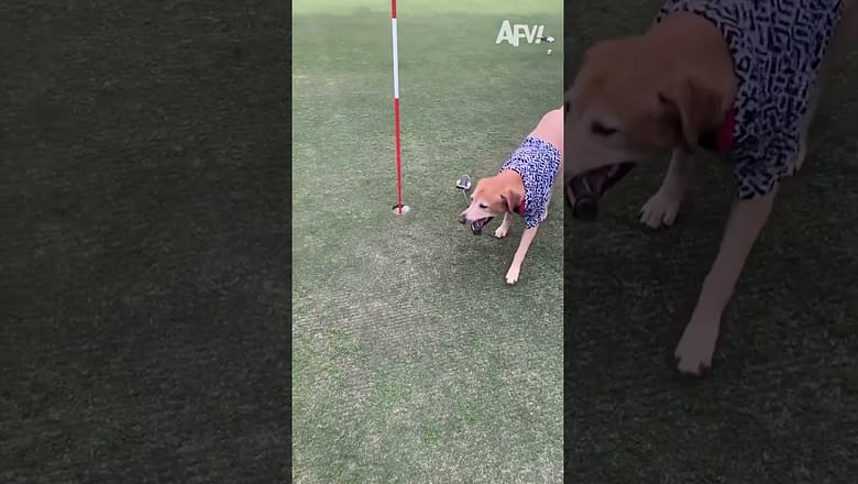 This dog is a better golfer than I am π #afv #dogs #golf #funny #shorts