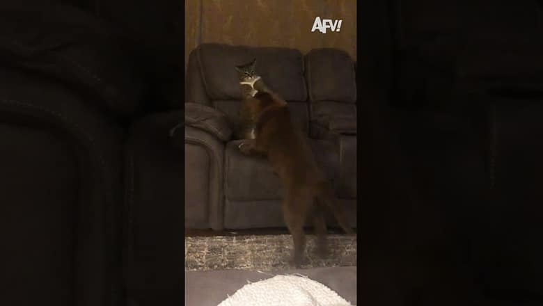 100 cats vs. 1 gorilla, who’s winning? π¦πΉ #afv #cats #funnyvideos #shorts