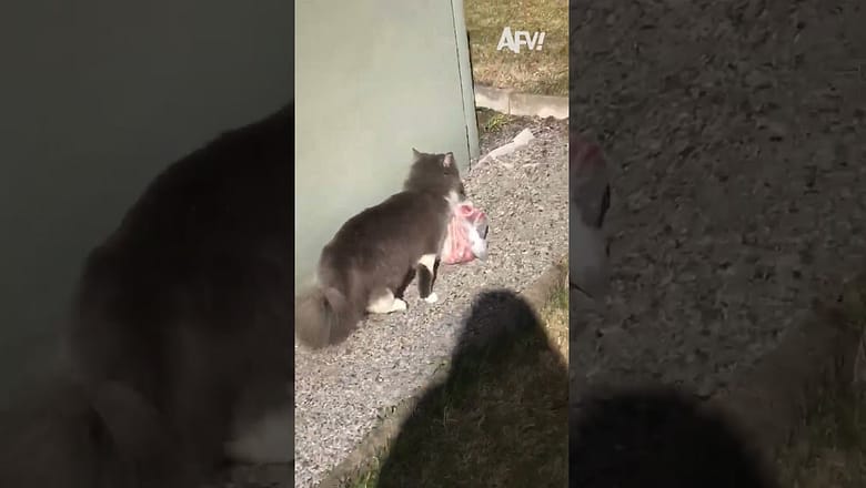 Can’t believe he got away πΉ #afv #funny #cats #shorts