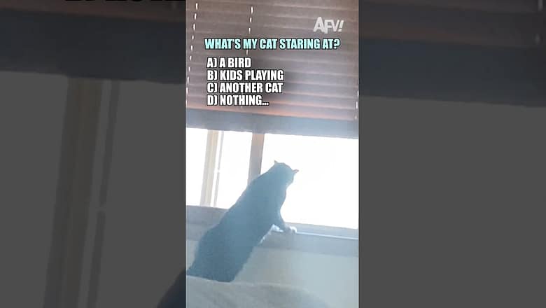 Did you guess correctly? πΉ #afv #funny #cats #shorts