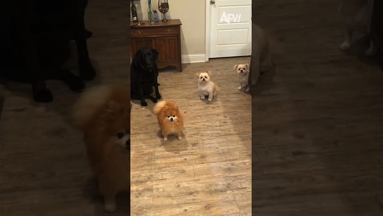 Frankie plays by his own rules π₯Ά #afv #funnyvideos #dogs #shorts
