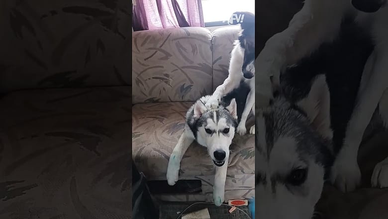 He’s not guilty, according to himself π€£ #afv #dogs #funnyvideos #shorts