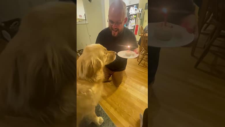 His wish was to be a a good boy βΊοΈ #afv #dogs #funnyvideos #shorts